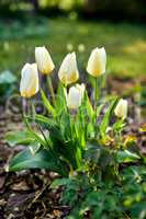 Beautiful white tulip flowers growing outside in a garden with blurred green background for copy space. Closeup of delicate blooms on a bulb plant in a nature park or cultivated backyard in summer.