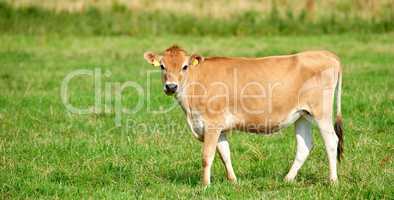 One brown and white cow on a greenfield in rural countryside with copy space. Raising and breeding livestock cattle on a farm for the beef and dairy industry. Landscape with animals in nature