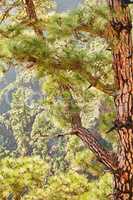 Closeup of a pine tree in the jungle during the summer season. Wild nature landscape with details of an old trunk in the woods or forest mountain near La Palma, Canary Islands, Spain
