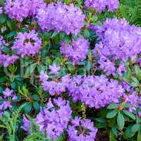 Purple rhododendron growing in a flowerbed in a backyard or garden from above. Violet plants blooming, blossoming and flowering in a park during summer. Flora in its natural environment in nature