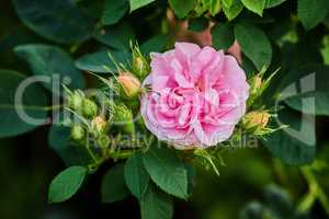 Vibrant pink dog rose and buds on a tree in a garden. Closeup of a pretty rosa canina flower growing between green leaves in nature. Closeup of petals blossoming and blooming on floral plant