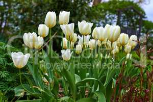 White tulip flowers growing in a garden. Beautiful flowering plants beginning to blossom on a field or forest. Pretty flora blooming and sprouting in a meadow on the countryside during spring
