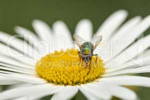 Closeup of a fly feeding of nectar on a white Marguerite daisy flower in a private or secluded home garden. Macro and texture detail of common green bottle insect pollination and plant pest control