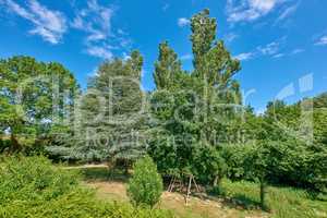 Beautiful green playground with lots of trees in summer on blue sky background. Dense and vibrant park for outdoor activities or fresh air. Different tree plants creating shade near a play ground