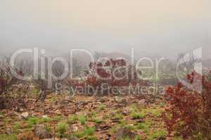 Wildfire spreading through nature on Lions head, Cape town. Trees, bushes and plants on a misty morning on a rocky landscape with copyspace. Forest showing the aftermath of a fire in the wild