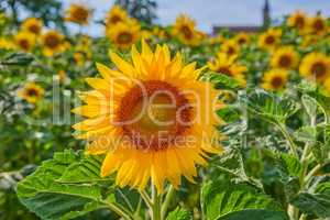 Mammoth russian sunflowers growing in a field or botanical garden on a bright day. Closeup of helianthus annuus with vibrant yellow petals blooming in spring. Beautiful plants blossoming in a meadow