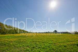 Landscape of yellow flowers blooming in a beautiful open spring field under clear blue sky copy space. Vibrant perennial plants thriving in nature. Natural and vast plant of lush green foliage