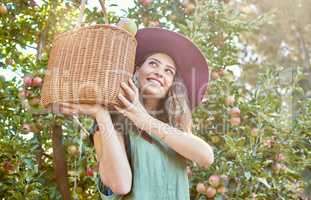 One happy farmer holding basket of freshly picked apples from tree on sustainable orchard farm outside on sunny day from below Cheerful farmer harvesting juicy nutritious organic fruit in season