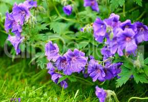 Purple hardy geranium flowers growing outside in a park. Bush of indigo or blue geraniums blooming in a lush garden or backyard in spring. Delicate wild blossoms for nature background with copy space