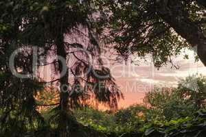 Stunning view of a jungle sunset in a green wilderness. Magical forest with lush greenery and wild trees at dawn for copy space background. Peaceful and quiet nature landscape of mysterious woodland