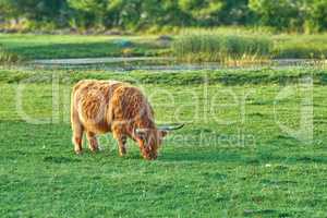 Grass fed Highland cow grazing on green farm pasture and raised for dairy, meat or beef industry. Full length of a hairy cattle animal standing alone on lawn on remote farmland or agriculture estate