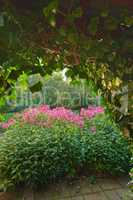 View of beautiful Himalayan balsam pink blossoms growing in a garden in summer. Flowers in a botanical garden. A blossom of balsam on a sunny day. A variety of plants growing and thriving outside