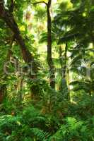 Tall tree with wild vines and shoots in a green forest in Hawaii, USA. A peaceful rainforest in harmony, nature with scenic views, natural patterns and textures. Hidden peace and zen in a jungle