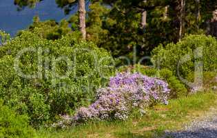 Lush landscape with colorful flowers and plant shrubs growing on a mountain on a sunny day outside. Swan river daisy or brachyscome iberidifolia foliage from the asteraceae species blooming in nature