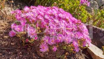 Above shot of purple drosanthemum floribundum succulent plants growing outside in their natural habitat. Nature has many species of flora and fauna. A bed of flowers in a thriving forest or woods