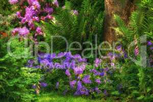 Vibrant clematis and pink columbine flowers growing in a scenic, lush private home garden. Botanical plants, bushes, shrubs, ferns, flora and trees in a backyard. Serene, zen, peaceful and tranquil