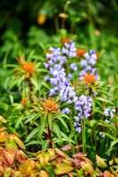Peking spurge and spanish bluebell flower blooming in a vibrant green garden outdoors on a spring day. Beautiful lush foliage in a park. Colorful flowering plants in a remote nature environment