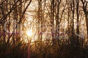 Sun flare through a group of trees in a forest outdoors in nature at sunset. Closeup view of dense woods with sunshine coming through on an early autumn morning. A thriving ecosystem at sunrise