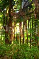 Scenic view of sun rays through dense forest trees in Hawaii rainforest. Exploring nature and wildlife on remote tropical island for vacation and holiday. Green plants and bushes in mother nature