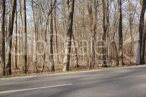 A dry forest with tall brown and bare trees alongside a road on a sunny summer afternoon. Landscape of a peaceful and scenic route with a tar street in the woods and sunlight shining on a winter day