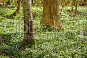 Magical flower field near tree trunks in a forest in spring. Beautiful landscape of wood anemone flowers growing in a meadow. Lots of lush, pretty white flowering plants or wild flowers in nature