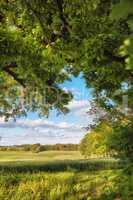 Scenic landscape of a peaceful green field with cloudy blue sky background. Calm and tranquil scenery of a forest with blooming trees and plants on a sunny day in spring. Breathtaking views in nature