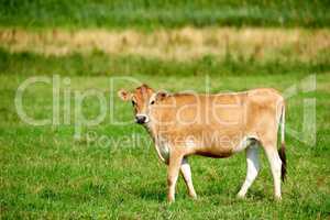 Cow on a farm for meat industry and the production of food for human consumption. Beef is a form of protein that helps maintain good health. Poultry is sold to butchers and grocery stores for eating