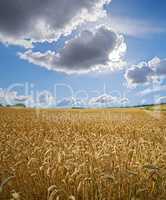 Sun clearing clouds on a wheat farm with copyspace. Sun rays shining on barley growing on rural organic farmland. Rye growing on open field with copy space. Sustainable agriculture in the countryside