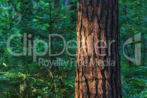 Closeup of a tree stump growing in lush green forest, pine trees growing with nature in harmony. Tranquil silent morning in zen, quiet jungle with a soothing calm natural environment and fresh air