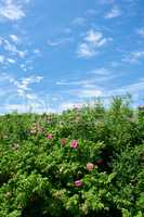 Blossoming sylter rose plant under the blue cloudy sky. A calm summer day with beautiful green lush on a sunny day. A scenic view of the foliage with the clear sky in the background and copy space