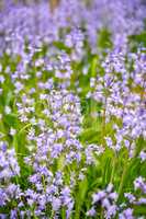 Closeup of common bluebell flowers growing and flowering on green stems in remote field, meadow or home garden. Textured detail of backyard blue kent bell or campanula plants blossoming and blooming