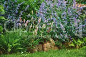 Cultivated garden with bright and vibrant flowers growing outdoors in a backyard on a spring day. Purple lavender grown in a botanic lawn. Various plants in a green bush in a lush garden