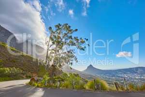 Landscape of a scenic road on a mountainside near an uncultivated woodland on Table Mountain, Cape Town. Forest of tall trees growing on a slope in South Africa, overlooking the natural scenery