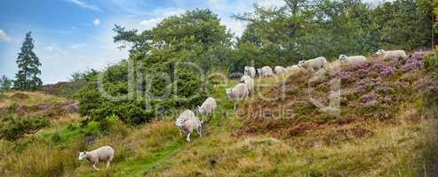 Flock of sheep walking and being herded together on a grazing farm pasture. Group of hairy, wool animals in remote countryside farmland and agriculture estate. Raising livestock for clothing industry