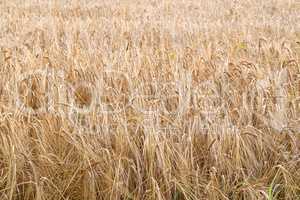 Landscape of yellow wheat field ready for harvest, growing on a rural farm in summer background. Organic and sustainable staple farming of rye or barley grain in the countryside with copy space
