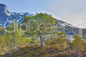 Forest trees by the mountains with melting snow in early Spring on a blue sky with copy space. Landscape of a big tree with lush green leaves, branches and grass land near a rocky mountain in Norway