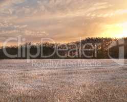 Scenic landscape view of cattail stems, grassland, trees, cloudy sky at sunset with copyspace in Norway. Grass, water reeds in remote swamp or field. Mother nature with evening cloudscape in Germany