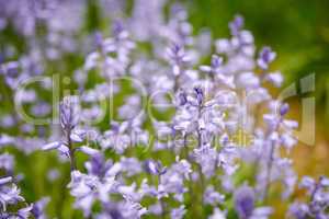 Closeup of common bluebell flowers growing and flowering on green stems in remote field, meadow or home garden. Textured detail of backyard blue kent bell or campanula plants blossoming and blooming