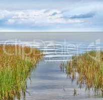 Scenic view of pond and lake rushes and aquatic plants growing on the bank of a bay of water with a blue sky and copyspace. Serene, zen, calm and tranquil meditation area. Wild reeds in remote area