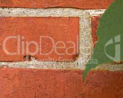 Closeup of red brick wall with a green leaf and copyspace. Zoom in on details of a built structure with a rough surface and copy space. Lines and patterns of concrete brick, different size and shape