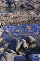 Ocean tide forming natural rock dipping pools for swimming and relaxing. Fresh and clear water collecting in natural reservoirs. Scenic view of stones in a calm, serene and tranquil nature landscape