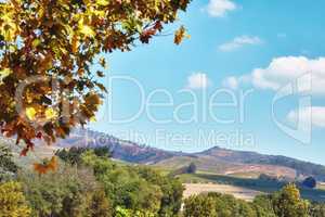 Autumn leaves and vibrant trees on the mountainside in South Africa, Western Cape. Landscape view of natural terrain with cloudy blue sky and indigenous flora. Agriculture with a vineyard background