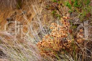 Closeup of Widowscross plants or scorched brown flowers and Fynbos growing on a rocky landscape. Zoom on in effects of a forest fire in a mountain. Details of environmental damage on a hill in nature