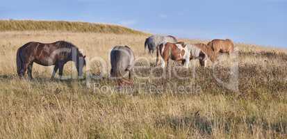 Team, harras, rag, stud, string of wild horses out grazing, eating, feeding on the grass while in an open field during the day with nobody in sight. Animal wildlife in their natural habitat, ecosystem