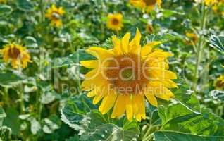 Common yellow sunflowers growing in a field or botanical garden on a summers day outdoors. Helianthus annuus with vibrant petals blooming in spring. Scenic landscape of plants blossoming in a meadow