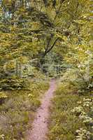 Dirt path winding through a lush garden, forest or park with green trees and plants in a natural environment. Scenic and peaceful landscape of a hiking trail to explore and travel in nature outdoors