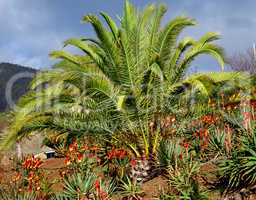 Vibrant tropical horticulture of palm trees and aloe vera plants in La Palma, Canary Islands, Spain. Flowering, blooming and blossoming succulent plants growing on a hill slope in remote destination