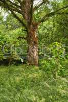 Tall and sturdy hardwood tree growing in a remote uncultivated green forest or lush countryside. Landscape of an overgrown, serene and tranquil woods. Discovering peace and quiet in mother nature