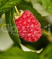 Closeup of raspberry growing on a vine on a farm in summer. Ripe, delicious and healthy fruit ready to be harvested for eating on a farmland. Raspberries are good for health and high in antioxidants