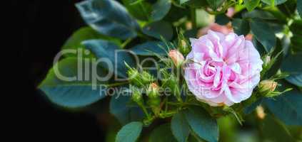 Colorful pink flowers growing against a black background. Closeup of great maidens blush roses or rosa alba incarnata with bright petals blooming and blossoming in nature in a garden from above